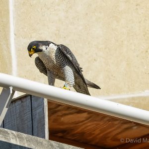 Kalamazoo Falcons 2015 Banding Day