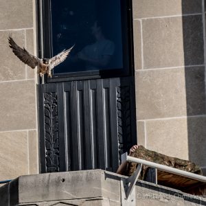 Kalamazoo Falcons 2015 Banding Day