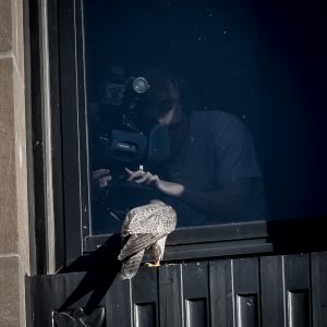 Kalamazoo Falcons 2015 Banding Day