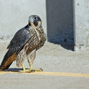 Kalamazoo Peregrine Falcons 2020 Spring