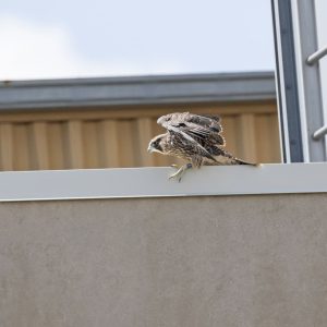 Kalamazoo Peregrine Falcons 2018