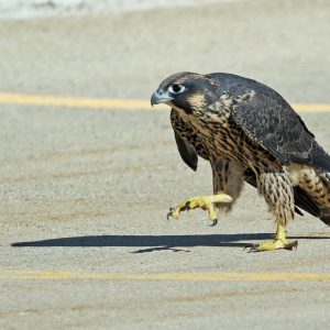 Kalamazoo Peregrine Falcons 2020 Spring