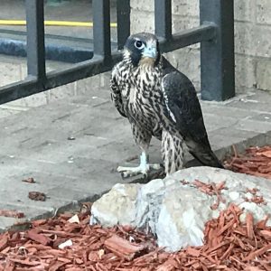 Kalamazoo Peregrine Falcons 2017