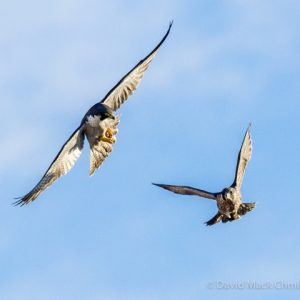 Kalamazoo Peregrine Falcons 2016