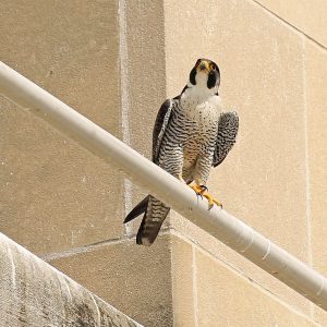 Kalamazoo Peregrine Falcons Spring / Summer 2021