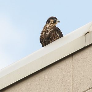 Kalamazoo Peregrine Falcons Spring / Summer 2021