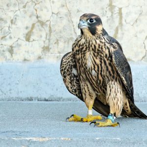 Kalamazoo Peregrine Falcons Spring / Summer 2021