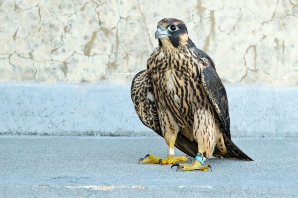 Kalamazoo Peregrine Falcons Spring / Summer 2021