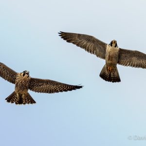 Kalamazoo Peregrine Falcons 2018