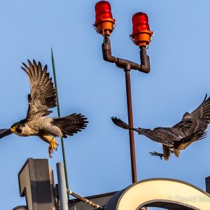 Kalamazoo Peregrine Falcons 2017