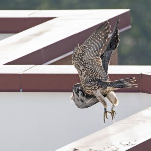 Kalamazoo Peregrine Falcons 2018