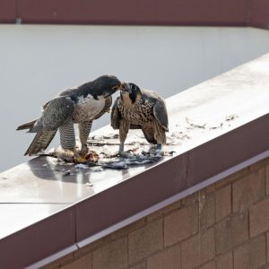 Kalamazoo Peregrine Falcons 2018