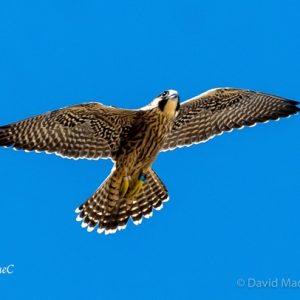 Kalamazoo Peregrine Falcons 2016