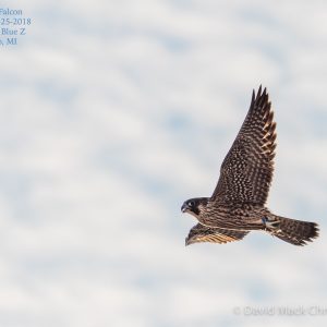 Kalamazoo Peregrine Falcons 2018