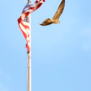 Kalamazoo Peregrine Falcons 2018