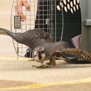 Kalamazoo Peregrine Falcons Spring / Summer 2021