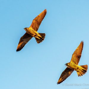 Kalamazoo Peregrine Falcons 2018