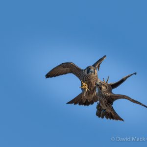 Kalamazoo Peregrine Falcons 2018