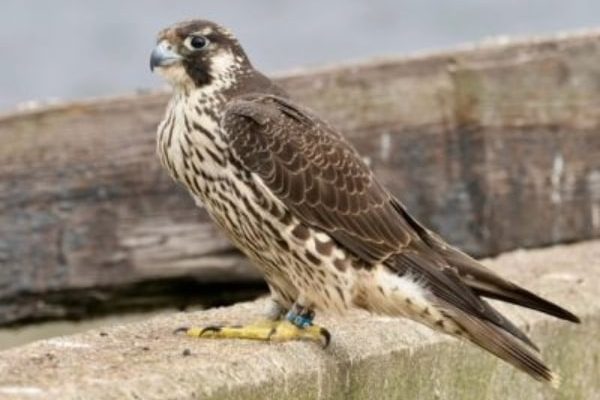 Close up of Artemis the falcon