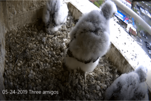 Three falcon chicks