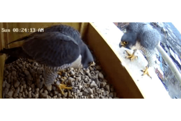 Falcons visit new nest box