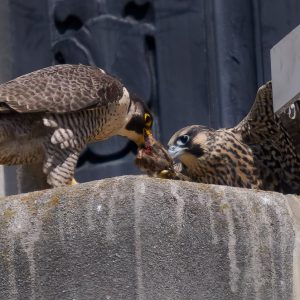 Kalamazoo Peregrine Falcons 2024