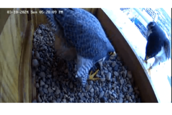 Falcons in the nest box