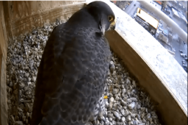 Falcon perched in nest box