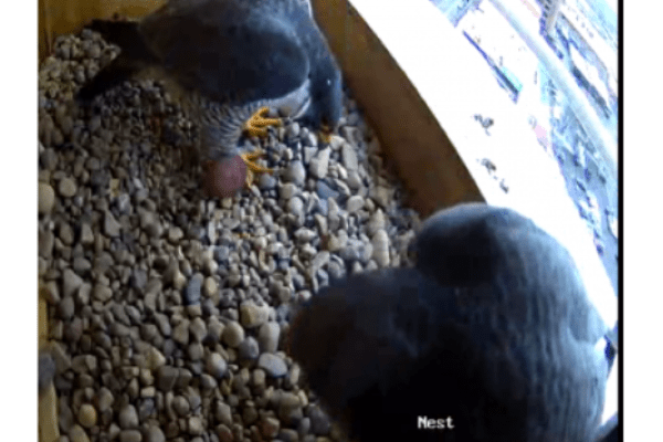 Two falcons with one egg