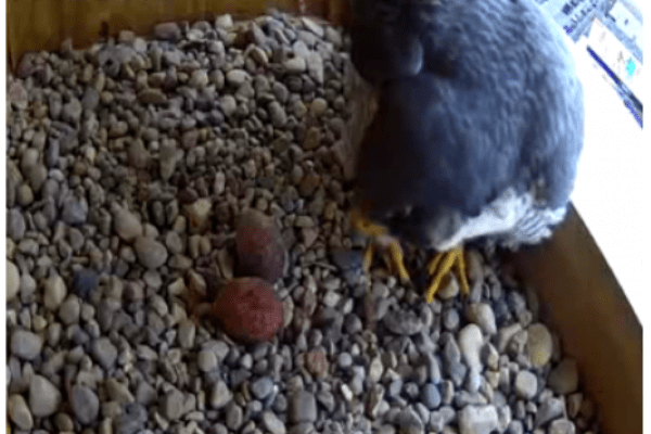 Falcon with two eggs