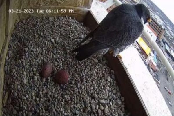 Second egg laid by Falcon