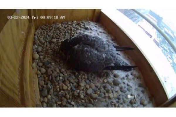 Falcon with snow in nest box