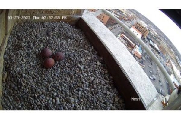 Three Falcon Eggs