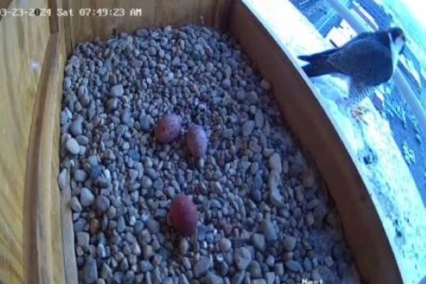 Falcon with three eggs