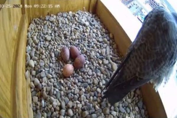 Falcon with four eggs