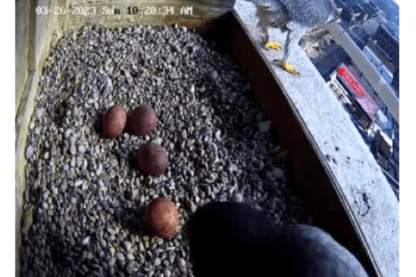 4 eggs with Falcon