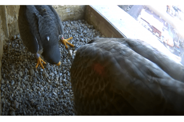 Two falcons in nest box