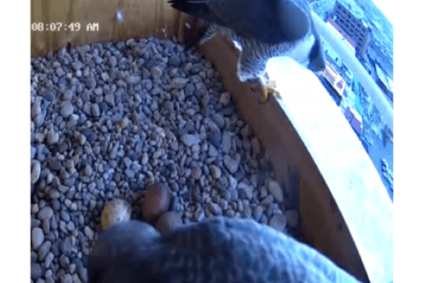 Two falcons in nest box with eggs