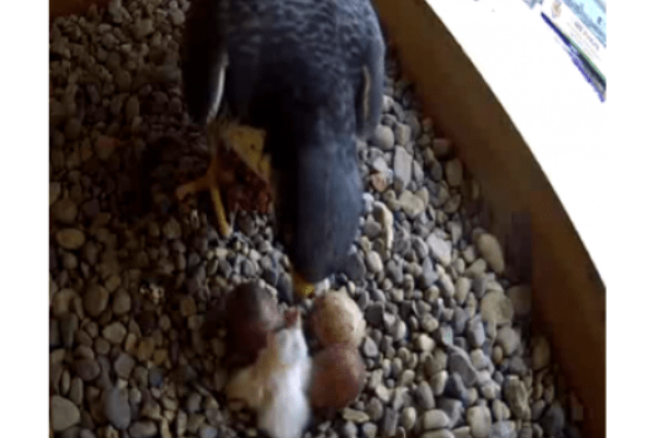 Falcon with hatched chick