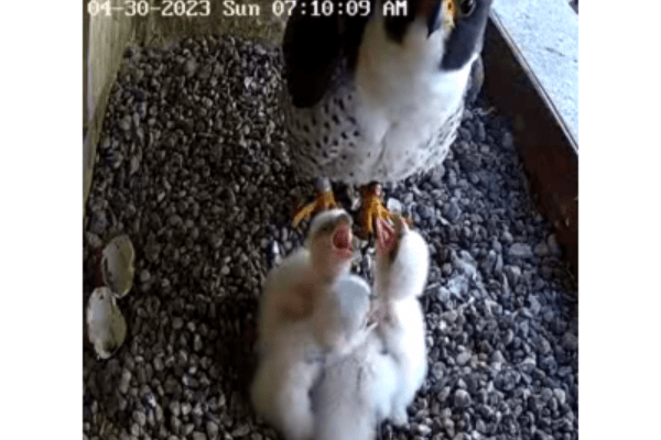 Falcon dad stands guard