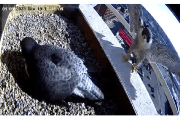 Picture of two peregrine falcons