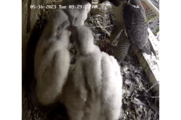 Falcon food fights at breakfast