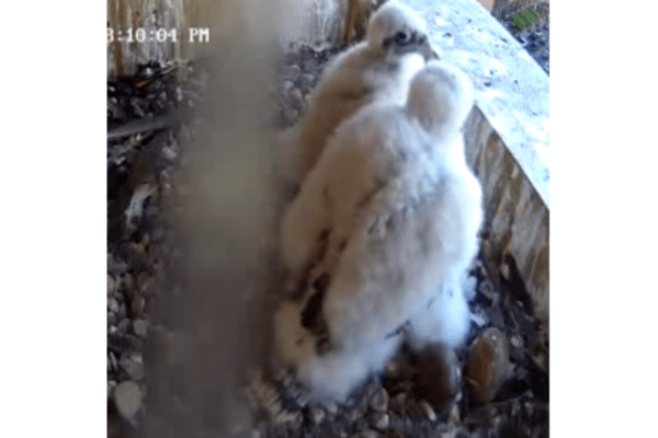 Falcon chicks grooming feathers