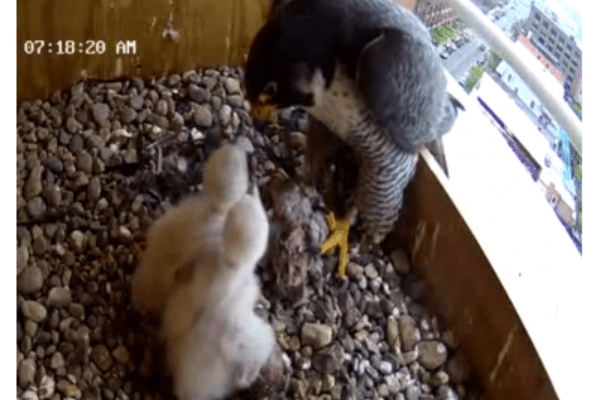 Mother feeding falcon chicks