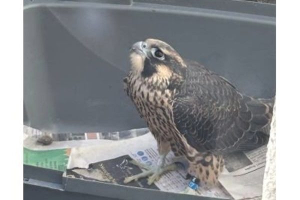 Peregrine Falcon Soar