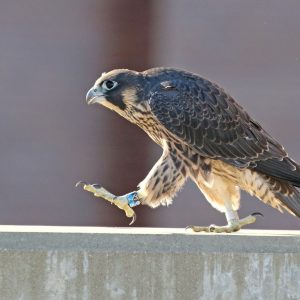 Kalamazoo Peregrine Falcons 2018