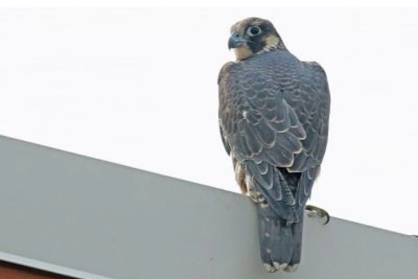 Falcon perched on building top