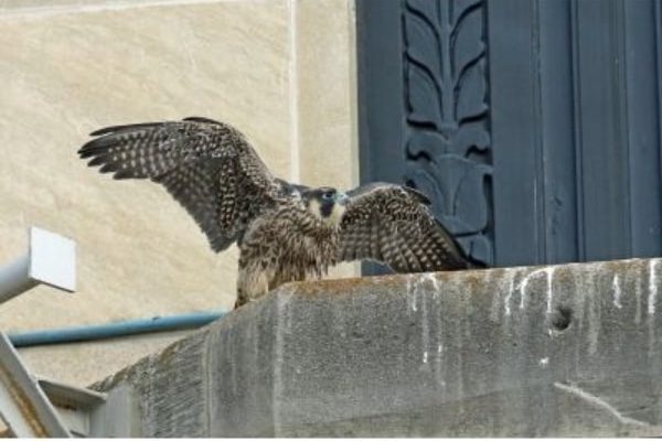 Falcon perched on a building