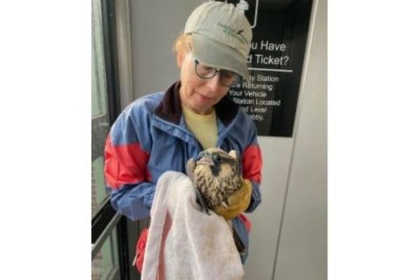 Worker holding fledgling