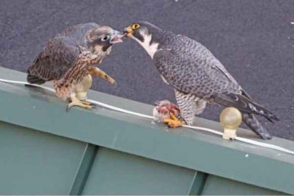 Two falcon fledglings